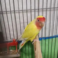 زرد صورت هلویی