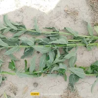 پونه و اویشن کوهی درجه یک
