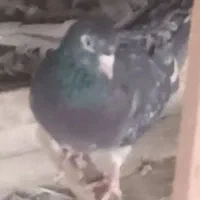 یه تعداد حیون درجه یک نر و ماده|پرنده|تهران, خزانه|دیوار