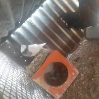 کبوتر  طوقی ماده