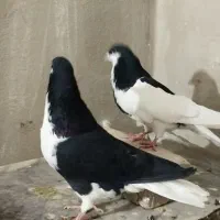 کبوترسیاهپوش