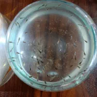 ماهی گوپی