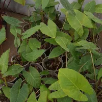 گلهایآپارتمانی|گل و گیاه طبیعی|اسلامشهر, شاطره|دیوار