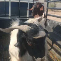 کهره نر|حیوانات مزرعه|جیرفت, |دیوار