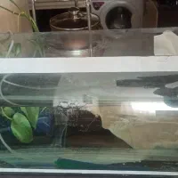 آکواریوم شیشه خم