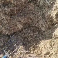 فروش کاه نیشکر .باگاس و