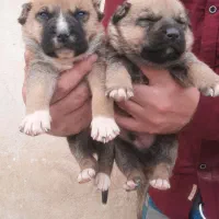 یک جفت توله سرابی نر