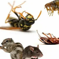 سمپاشی موریانه زدایی ساس سوسک موش ۱۰سال ضمانت|خدمات نظافت|خرمشهر, |دیوار