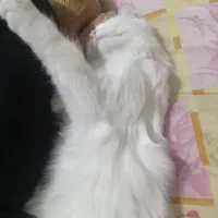 132095|گربه|قوچان, |دیوار