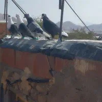 نر سوراخ