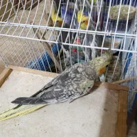 چهار تا عروس هلندی سه ماهه نر|پرنده|رشت, حمیدیان|دیوار