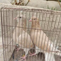 کبوتر هم‌ کود موقلوف