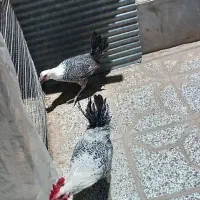 مرغ و خروس براکل