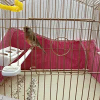 قناری و کوتوله