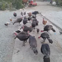 بوقلمون برنز