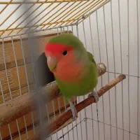 کوتوله|پرنده|شیراز, رکن‌آباد|دیوار