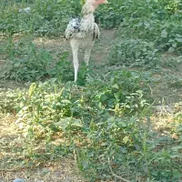 جوجه خروس|حیوانات مزرعه|ایرانشهر, |دیوار