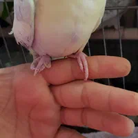 جوجه طوطی عروس|پرنده|کرج, برغان|دیوار