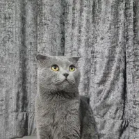 گربه اسکاتیش  بلو  آنفیلد نر