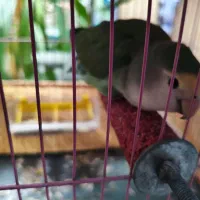 دو عدد کوتوله ماده