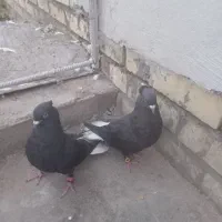 جفت زاغ دم سفید