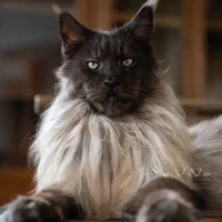 پیش فروش گربه نژاد های آمریکایی