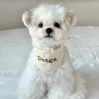 واگذاری توی پودل ۲۲