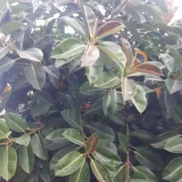 درخت ۵متری فیکوس الاستیکا ابلق