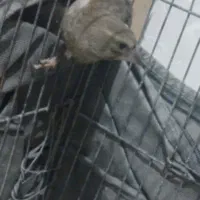 سهره  نر اروپایی|پرنده|اردکان, |دیوار