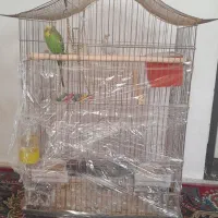 پرنده مرغ عشق