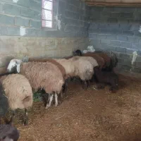 میش بره|حیوانات مزرعه|گلپایگان, |دیوار