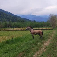 اسب سواری و باری
