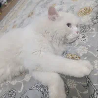 فروش گربه پرشین