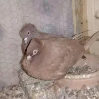 یجفت کبوتر راعبی سرخ