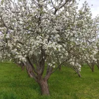 هرس درخت|خدمات باغبانی و درختکاری|بروجرد, |دیوار