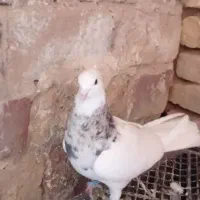 طوقی اشرافی ذات درست خوشگل خوشتیپ خوش قواره 00|پرنده|تربت جام, میان جام|دیوار