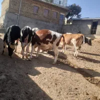 گوسال