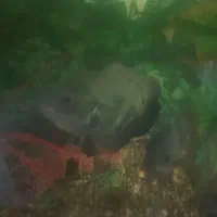 ماهی اسکار|ماهی|مشهد, مقدم|دیوار