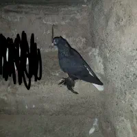 کبوتر|پرنده|تبریز, |دیوار