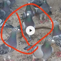 نرمگس گمشده