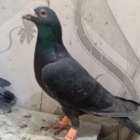 زاغ
