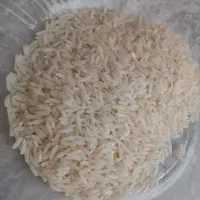 برنج هاشمی پرمحصول
