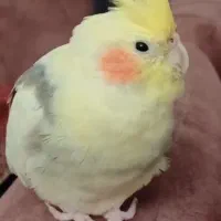 عروس هلندی گم شده مژدگانی میلیونی