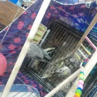 پرنده عروس هلندی تخم کن