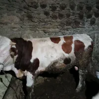 گوساله نر|حیوانات مزرعه|سروآباد, |دیوار