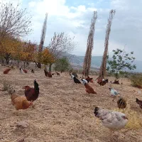 فروش مرغ تخم گذار گلپایگانی،۵ ماهه