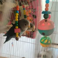 جوجه کوتوله وایت فیس سه ماهه