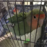 برزیلی با لوازم