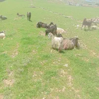 بزبی