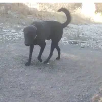 واگداری سگ|سگ|سنقر, |دیوار